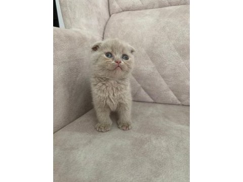 Ayı surat top kafa fawn rengi dişi bebiş scottish fold