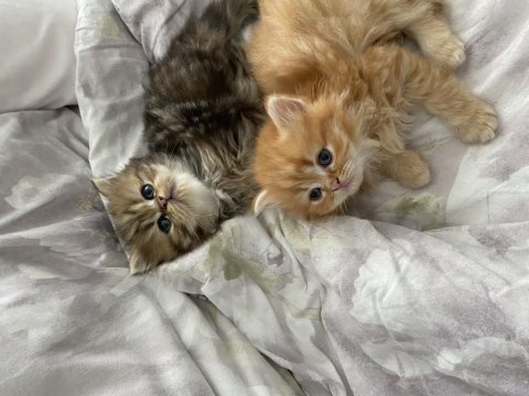 British shorthair yavrularımız