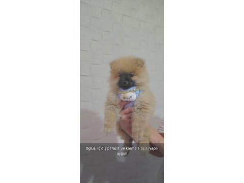 2 buçuk aylık erkek pomeranian