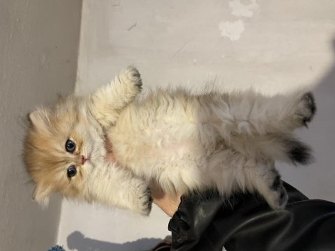 Anne baba şecereli safkan british longhair dişi