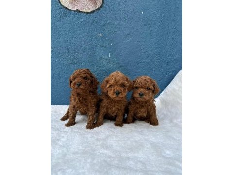 Denizli merkez teslime hazır poodle yavrularım