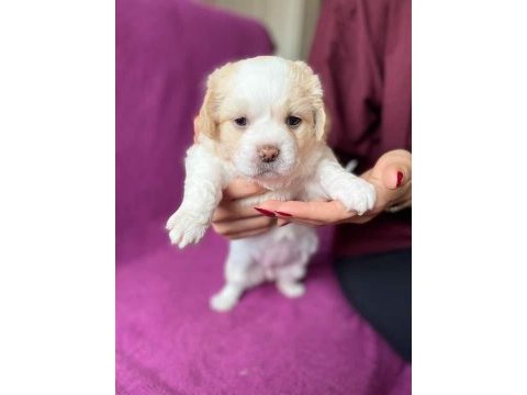Rezervede yavru köpekler a kaliteli