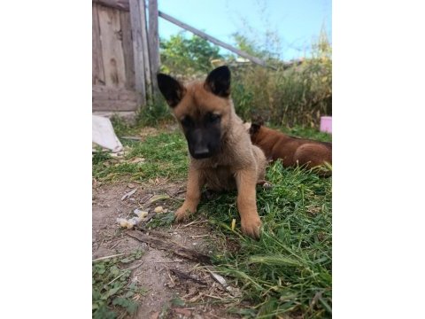 Orjinal saf kan malinois