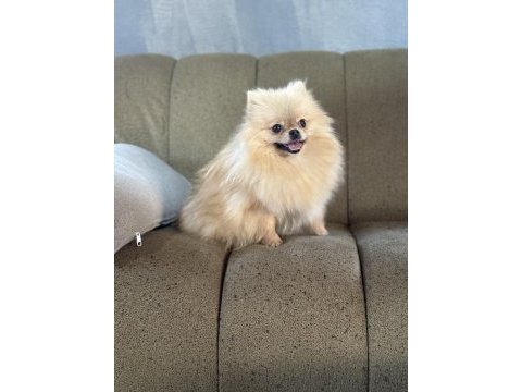 Pomeranian show class 