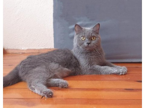 British shorthair 4 yavru 3 yetişkin
