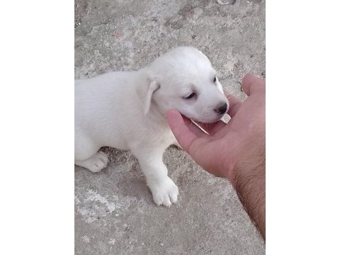 Dişi fino beyaz yavru köpekler