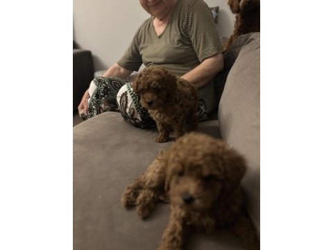 Kurabiye tadında mükemmel kalite poodle yavrular