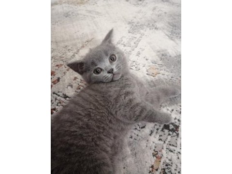 British shorthair erkek yavru