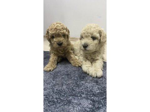 Apricot renk erkek tam toy poodle yavrular