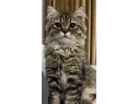 British longhair yavrumuzu sahiplendirme