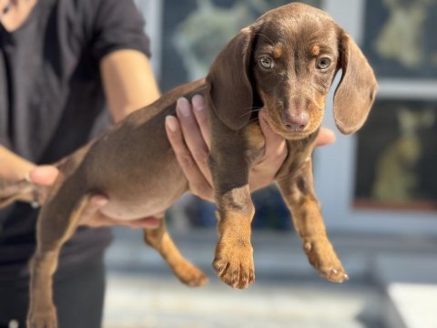 Petmode köpek çiftliğinde ziyarete açık dachshund