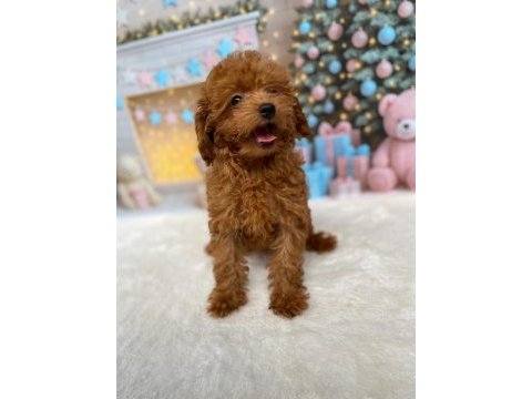 Yetişkin dişi poodle