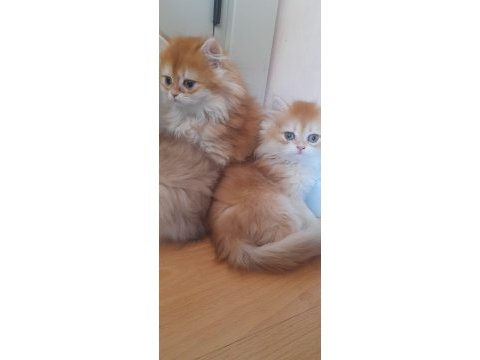 Show kalite golden longhair british yavrularımız