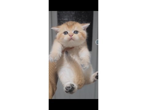 British shorthair kedisi