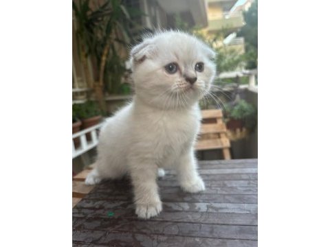 Güzel prensesimiz scottish fold blue point yuva arıyor