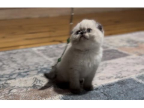 Scottish fold blue point üst kalite kardeşler