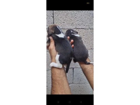 Beagle yavrular