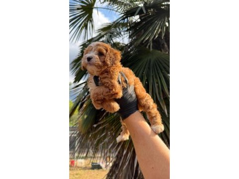 Kore maltipoo 