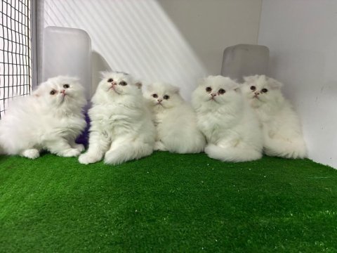 Irk ve sağlık garantili scottish fold