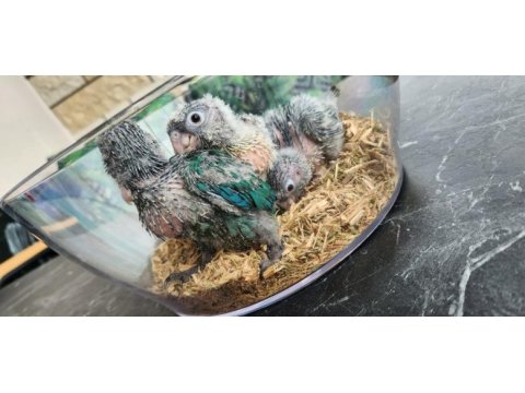Conure parrot