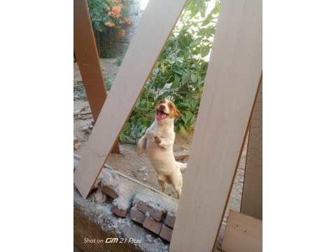2 erkek yavru jack russell
