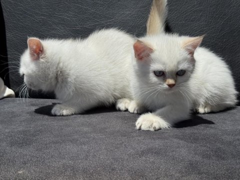 Çok özel beyaz mavi gözlü british shorthair ler
