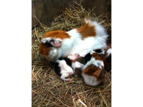 Guineapig yavrular aynı gün set halinde teslim edilir