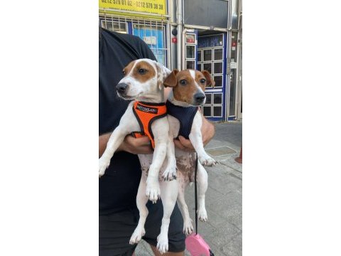 Bu hafta acil uygun dişi kısa bacak köpeğimiz