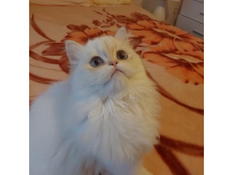 British longhair dişi