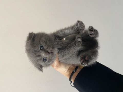 Son iki yavrum scottish fold