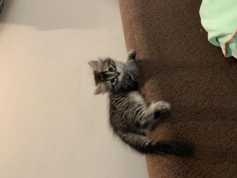 Ücretsiz ev kedisi 2 aylık