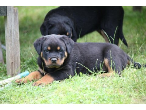 Şapiyon yavruları safkan şecereli rottweiler