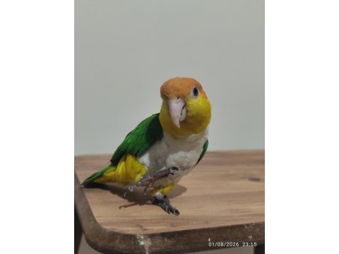 Full evcil portakal kafa caique