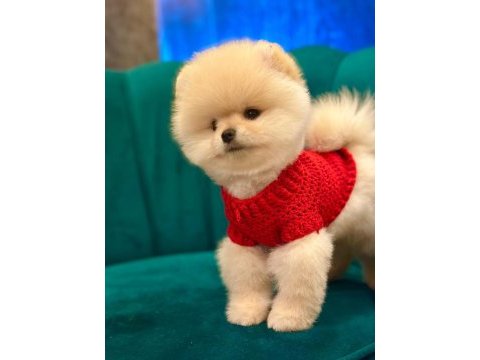 Pomeranian boo yavru köpekler