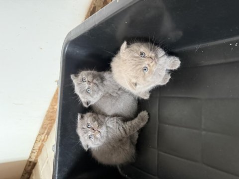 Mükemmel huylu scottish fold yavrular