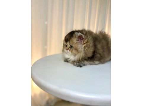 Show class ny25 british longhair prenses