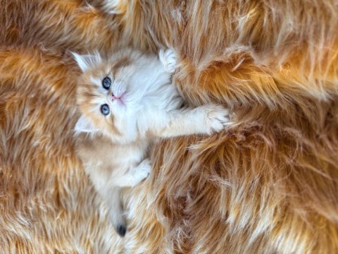 Efsane güzellikte british longhair bebeklerim