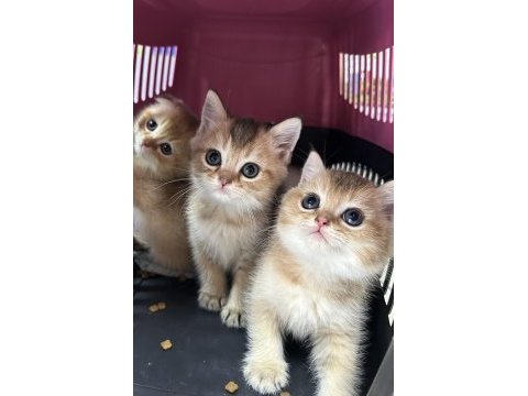 Golden british shorthair yavrularımız