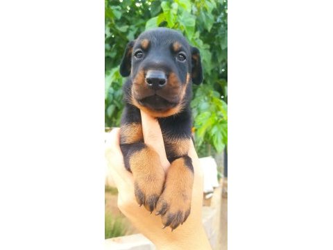 A kalite doberman yavrular