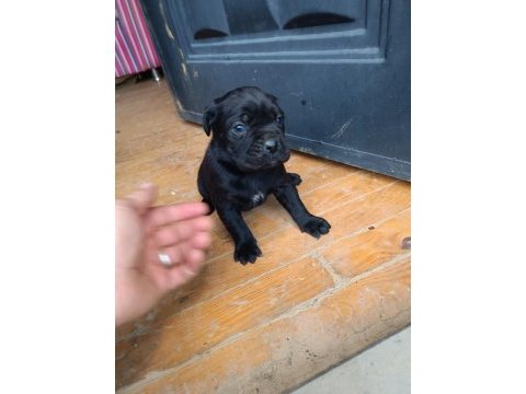 Cane corso köpeği yavrular