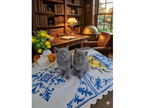 British shorthair 2 aylık dişi