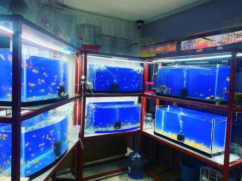 Antalyada japon balığı çeşitleri adrese teslim