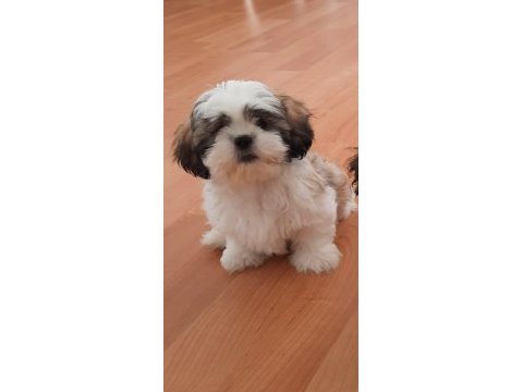 Yakışıklı shih tzu oğlum