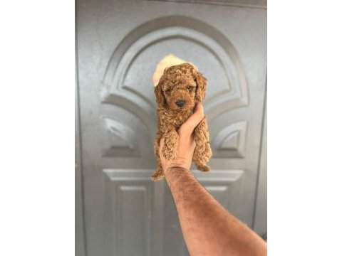 Toy poodle yavrular