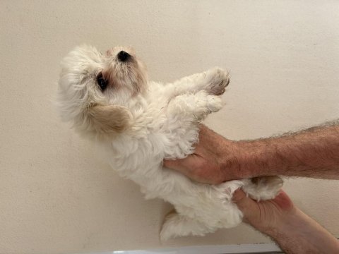 3.5 aylık dişi maltipoo