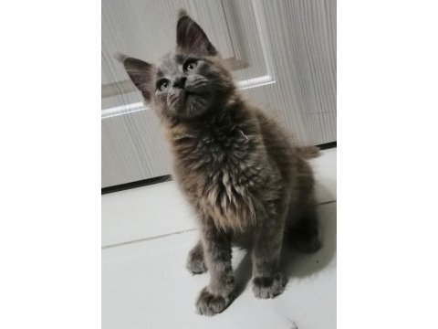 Küçük dev erkek maine coon