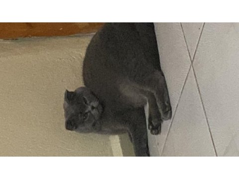 2 yaşında dişi scottish fold