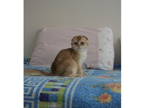 Golden scottish fold erkek yavru