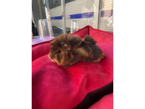 Guinea pig ler geldi