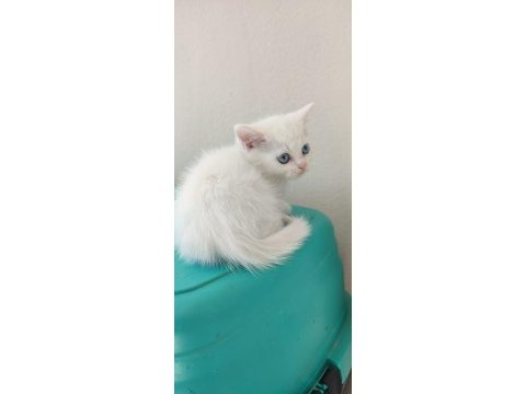 British shorthair beyaz miniklerr